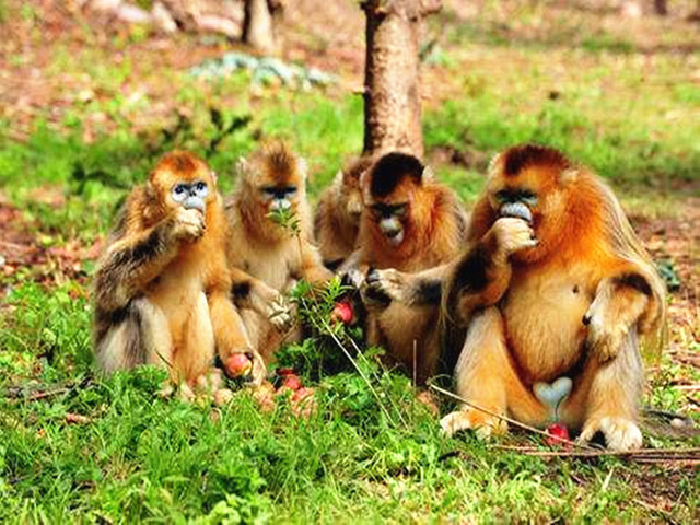 宜昌船進神農架旅游路線