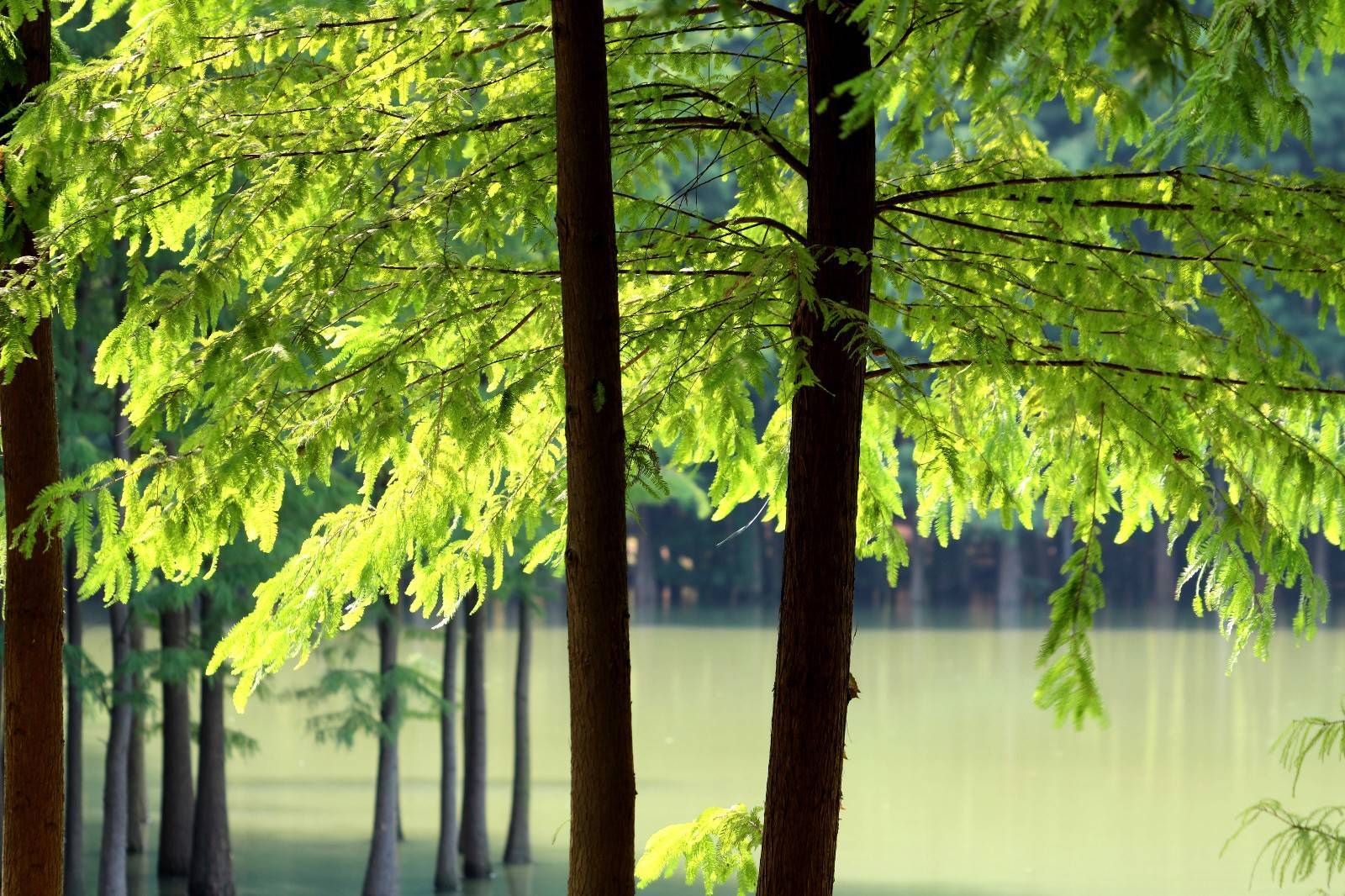 武漢東湖旅游攻略 武漢東湖旅游攻略