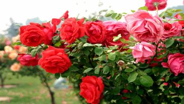 宜昌九鳳谷旅游直通車