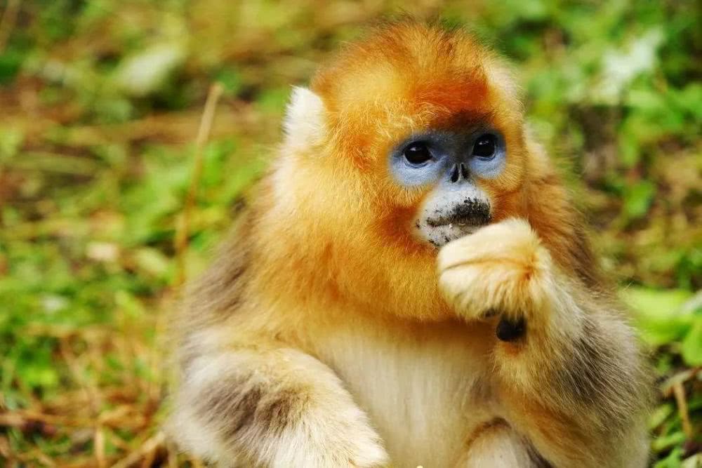 宜昌神農架旅游線路 宜昌神農架旅游線路