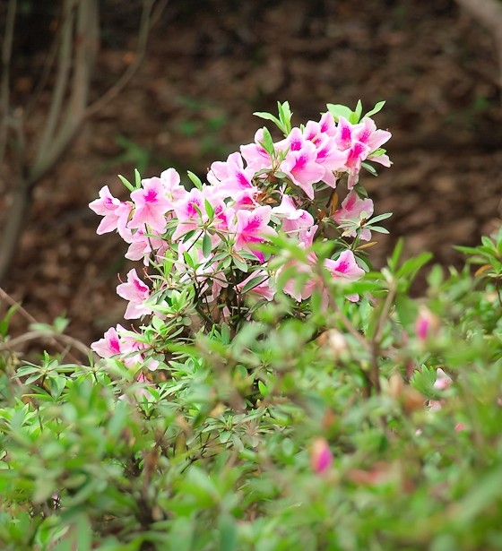 宜昌枝江旅游網