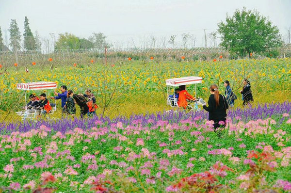 宜昌枝江同心花海旅游指南