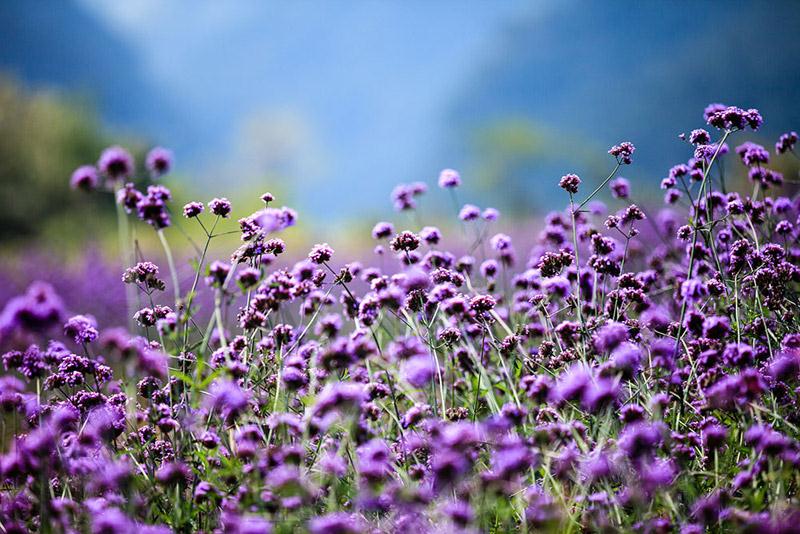 枝江同心花海門票預訂