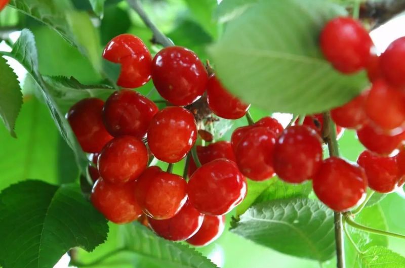 宜昌興山旅游預定網