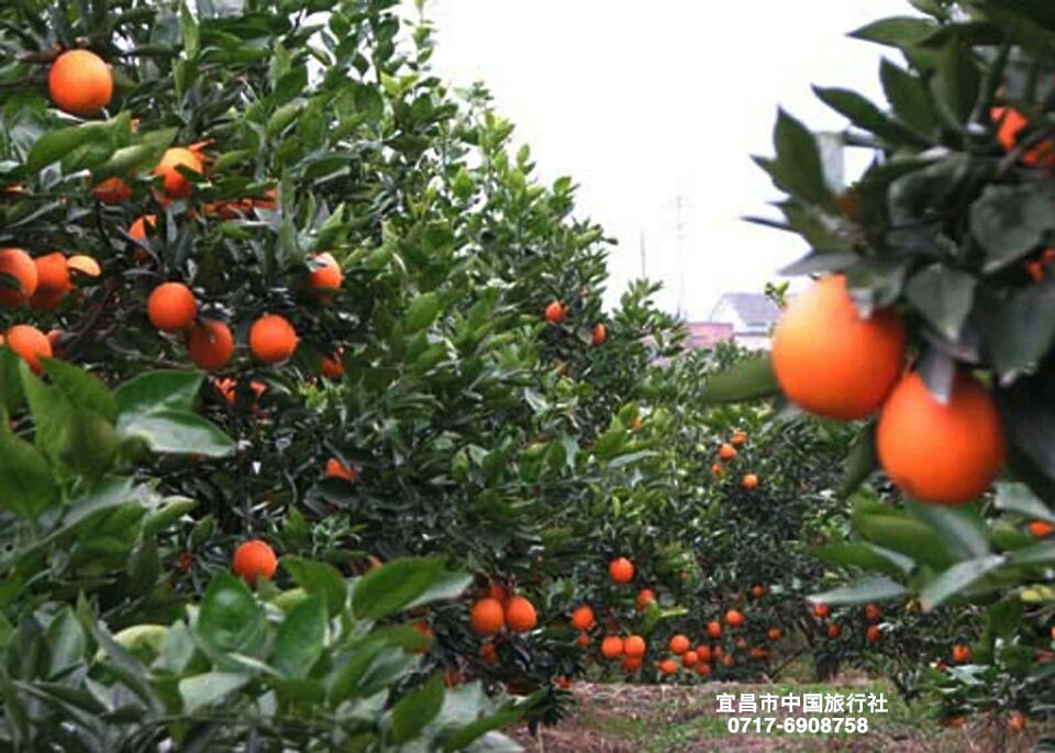 宜昌旅游攻略 宜昌旅游攻略