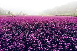 宜昌秭歸旅游攻略 宜昌秭歸旅游攻略