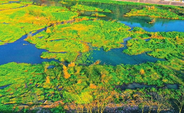 宜昌賞花旅游指南