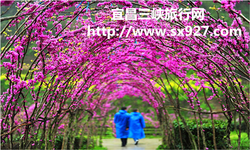 宜昌賞花旅游攻略 宜昌賞花旅游攻略