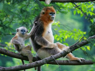 宜昌神農(nóng)架旅游預(yù)訂