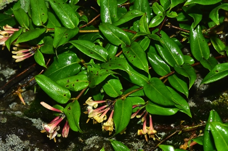 宜昌研學旅游基地