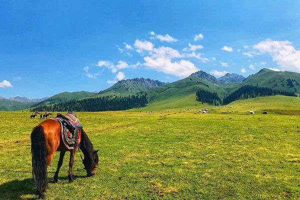 新疆那拉提旅游網(wǎng)